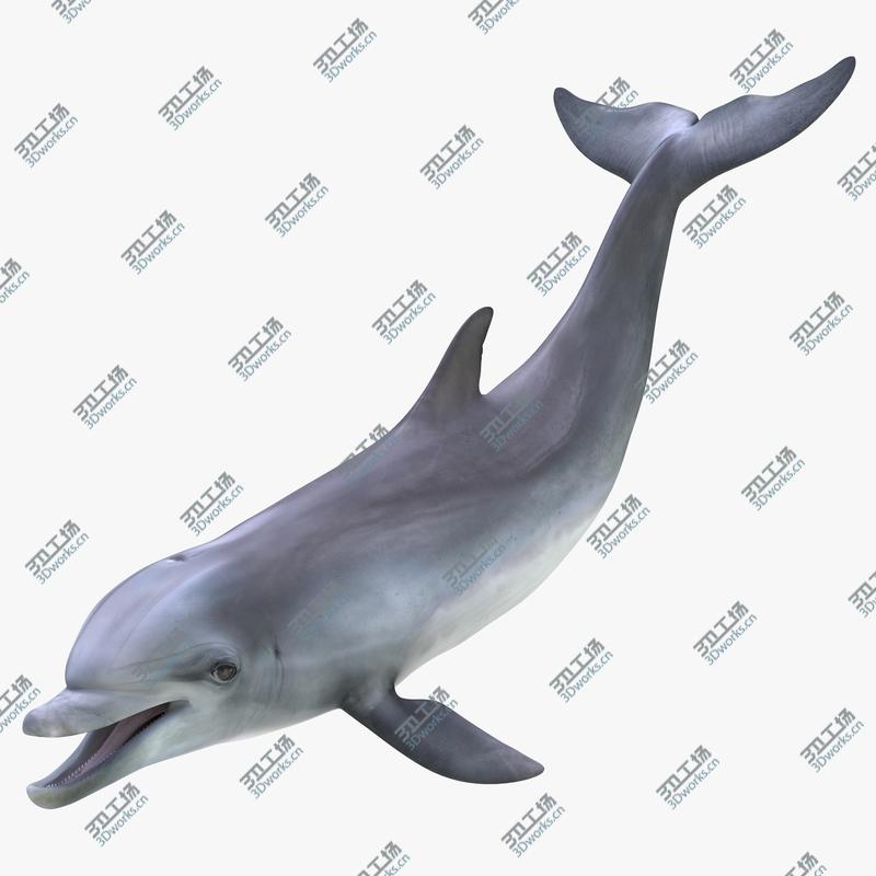 images/goods_img/20210319/Dolphin Rigged/1.jpg